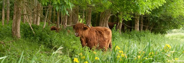 Schotse hooglanders in de Schinveldse bossen