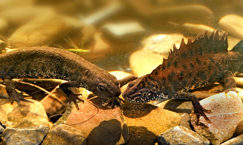 kamsalamanders kamsalamanders