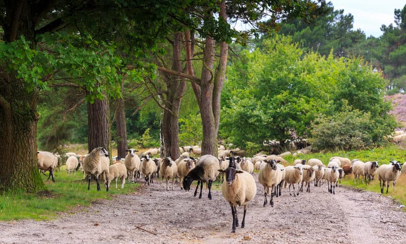Schapen op de Brunssummerheide