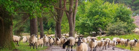Schapen op de Brunssummerheide