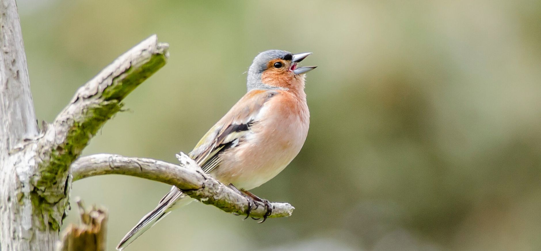 Zingende vink zingende vink