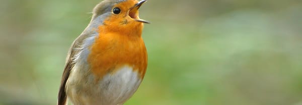 Zingende roodborst