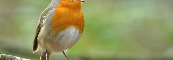 Zingende roodborst