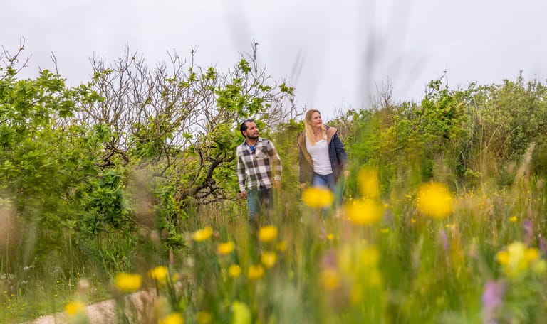 Planten in de duinen