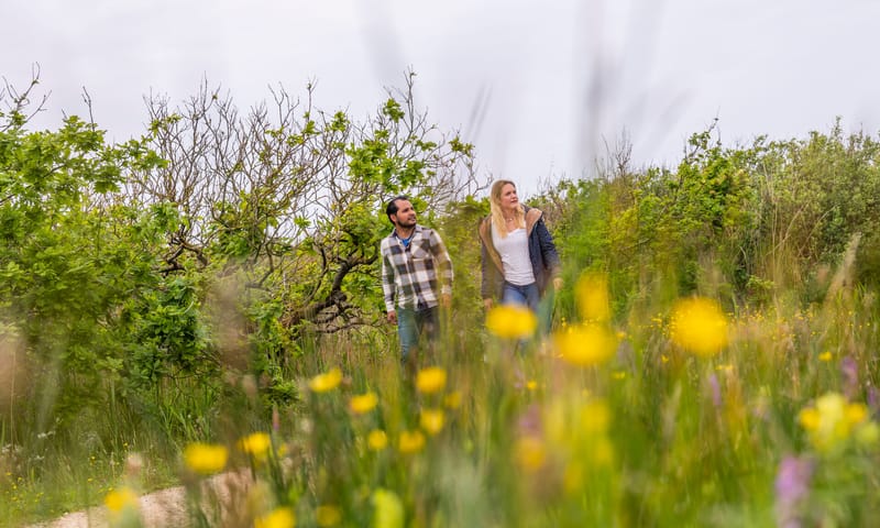 Planten in de duinen