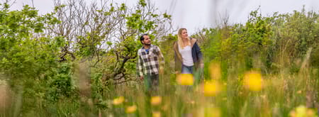 Planten in de duinen