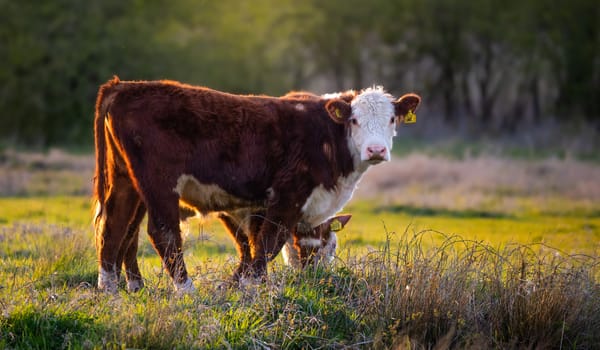Herefords
