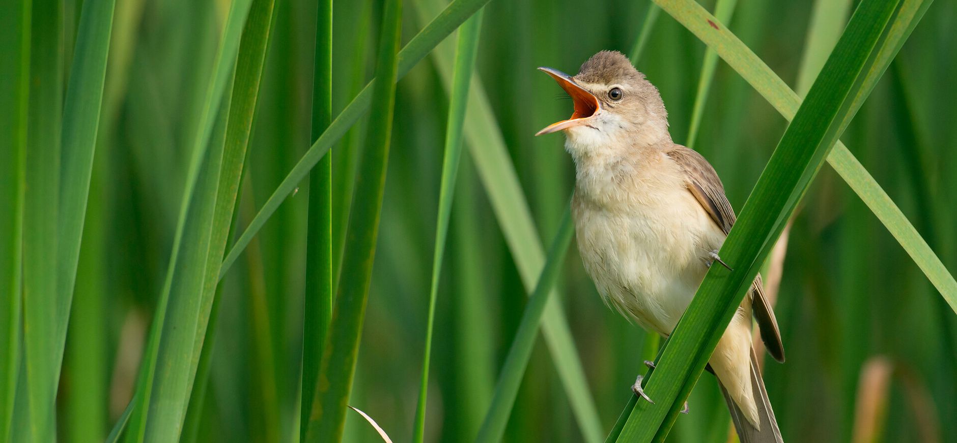 grote karekiet die zingt in het roiet