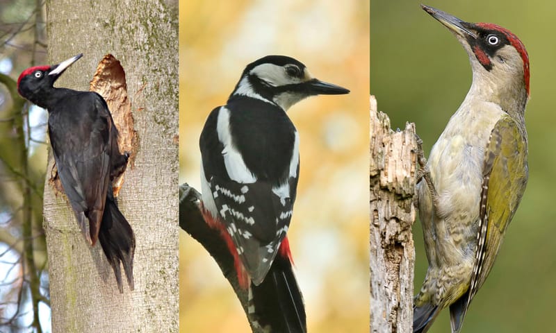 Drie spechtensoorten: zwarte specht, grote bonte specht en groene specht Drie spechtensoorten: zwarte specht, grote bonte specht en groene specht