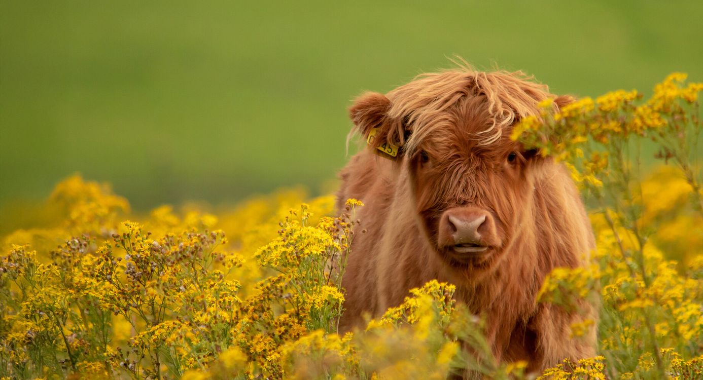 Schotse hooglanderjong tussen jacobskruiskruid