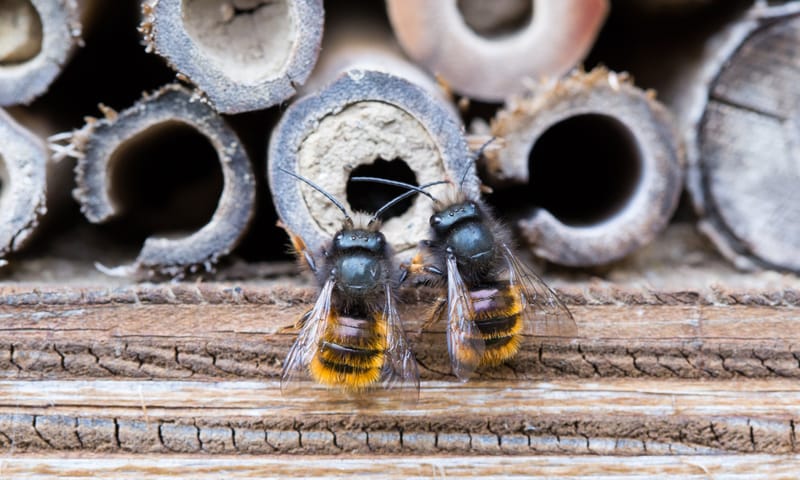 Rosse metselbijen in een insectenhotel