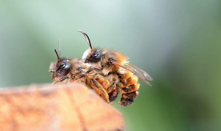 Parende metselbijen Parende metselbijen