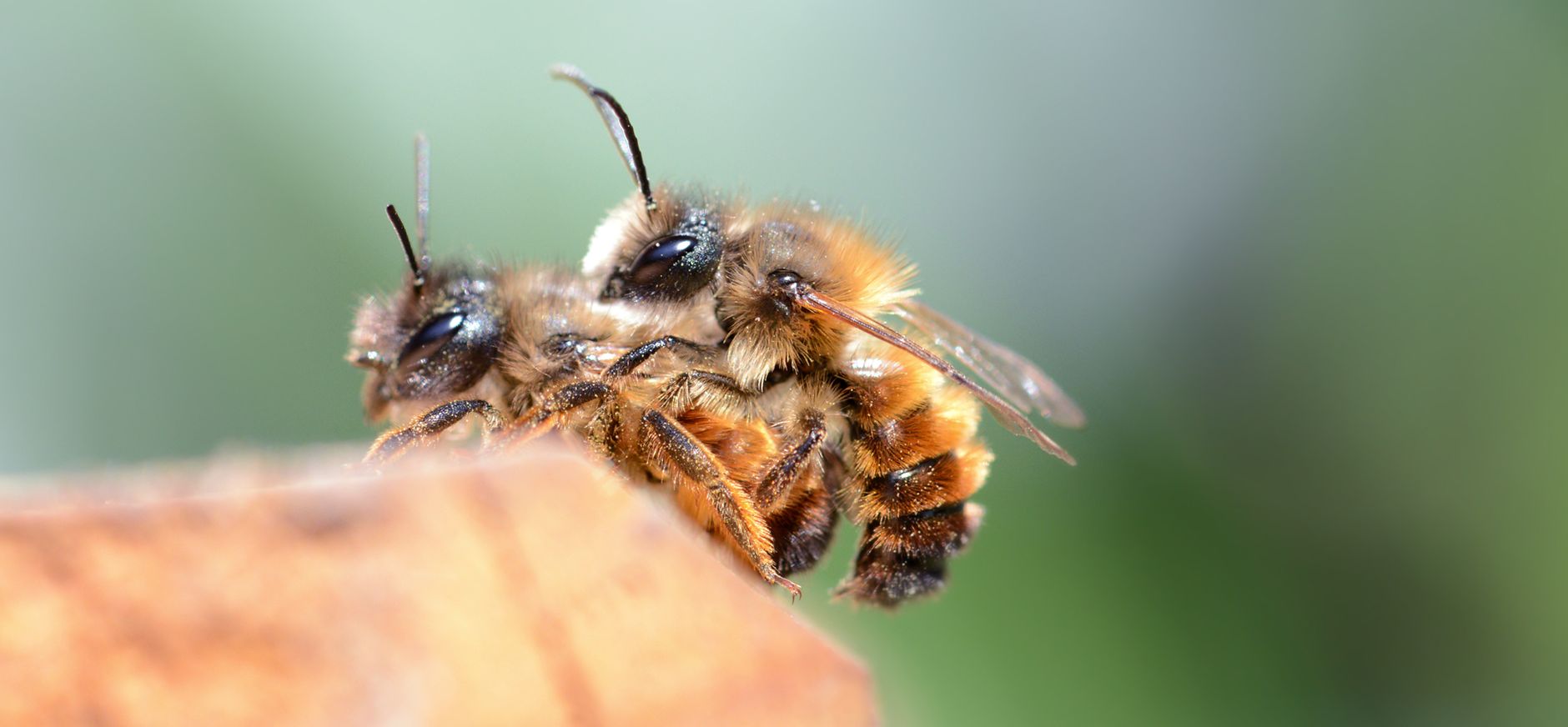 Parende metselbijen Parende metselbijen
