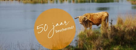 Schotse hooglander Schotse hooglander