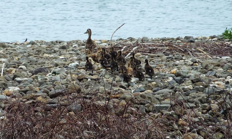 familie eens Molenplas