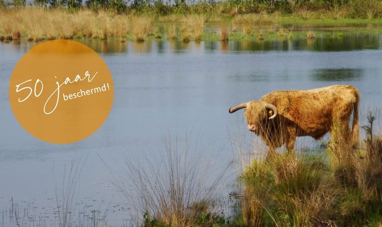Schotse hooglander bij Leikeven