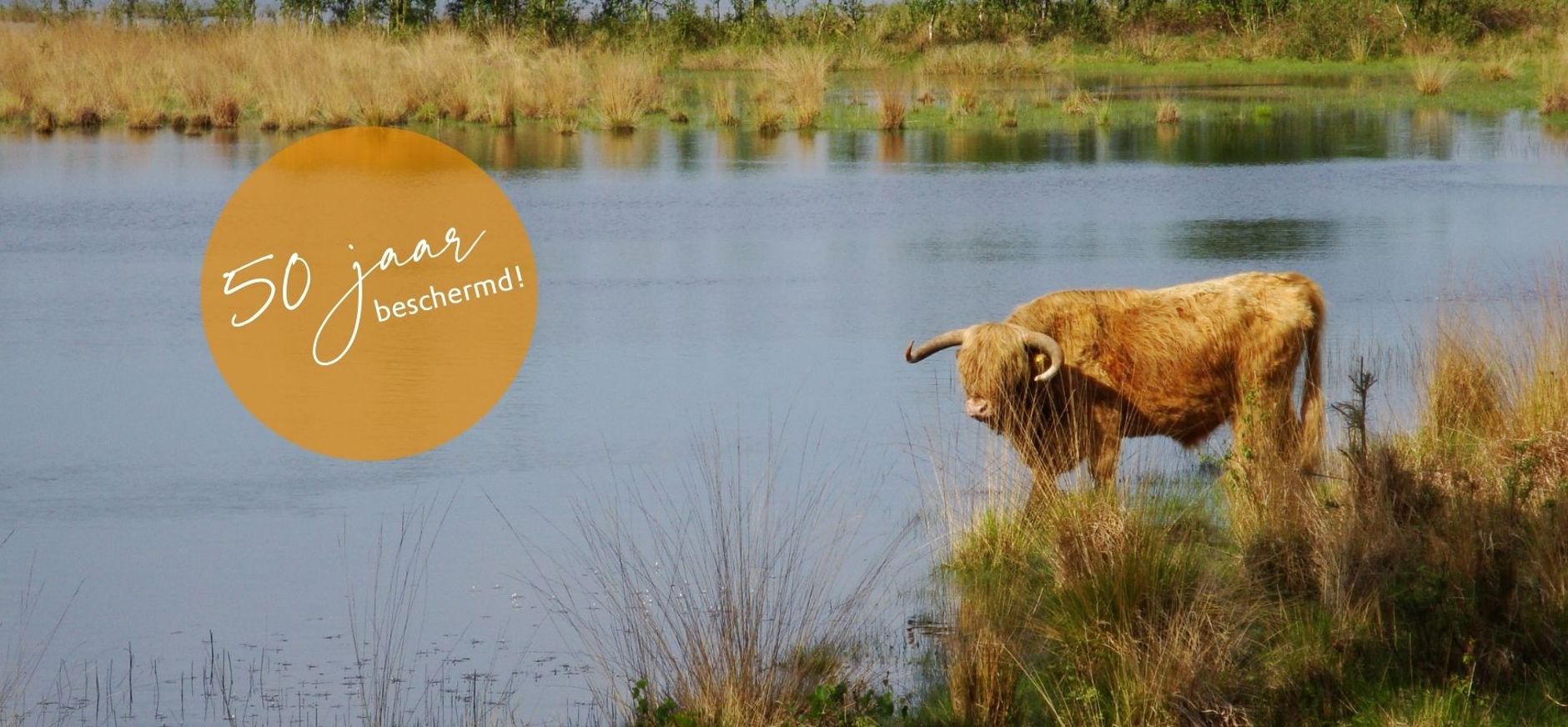 Schotse hooglander bij Leikeven Schotse hooglander bij Leikeven