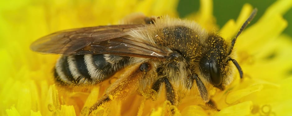 Weidebij op een paardenbloem Weidebij op een paardenbloem