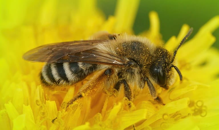 Weidebij op een paardenbloem