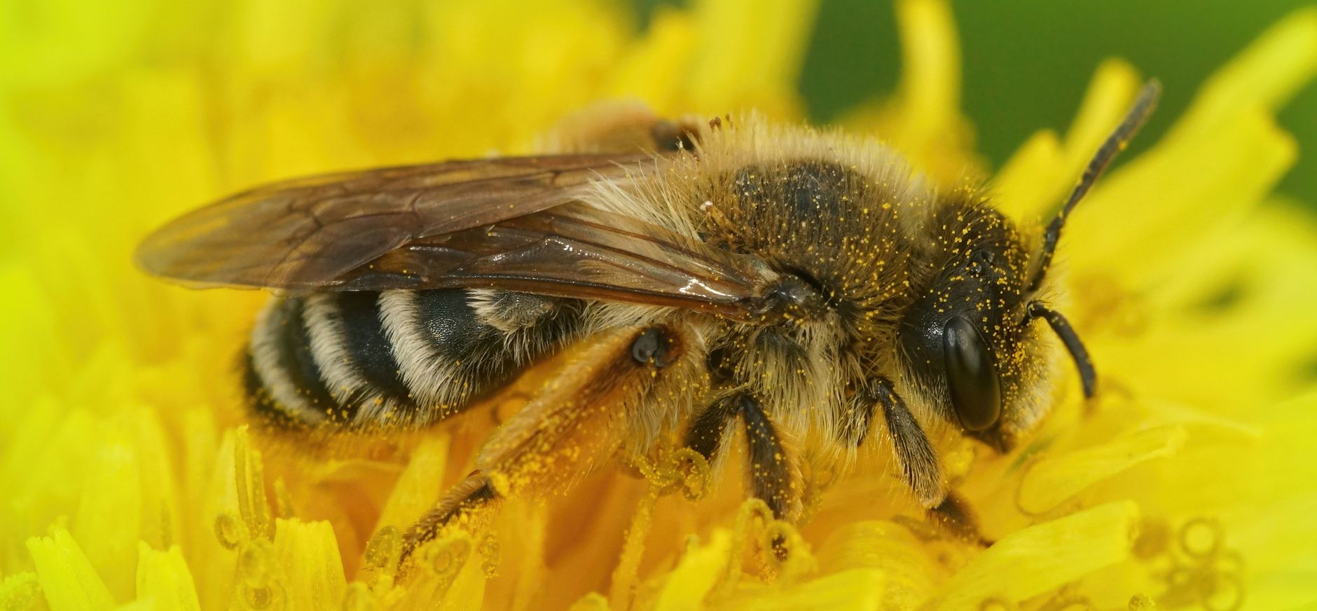 Weidebij op een paardenbloem