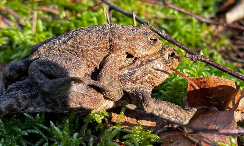 Amplexus: het mannetje omklemt het vrouwtje met beide voorpoten
