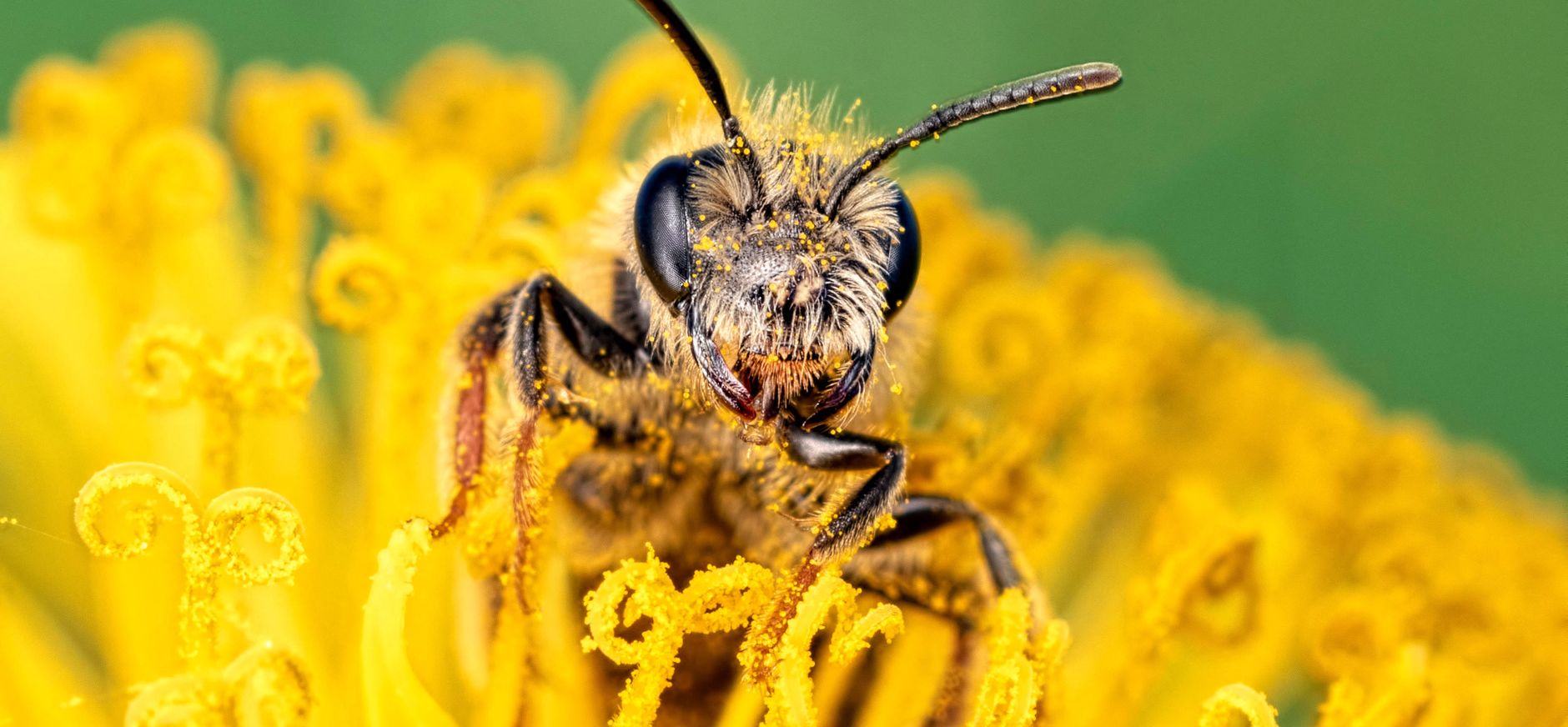 Close-up van zandbij op bloem
