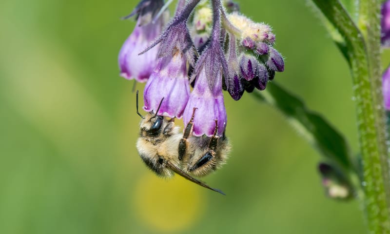 Zandhommel