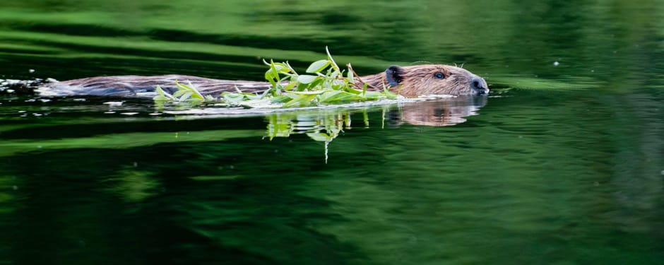 Zwemmende bever