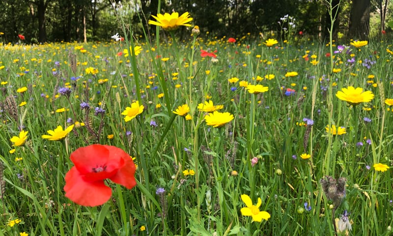 Klaprozen, ganzenbloemen en korenbloemen