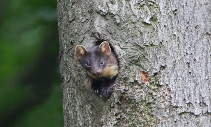 Boommarter in boomholte Boommarter in boomholte