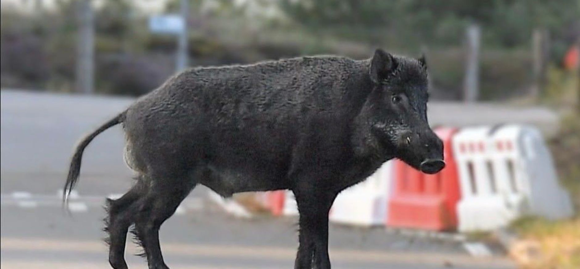 zwijn over afsluiting