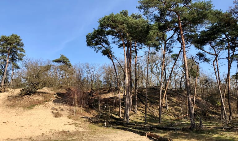 Loonse en Drunense Duinen
