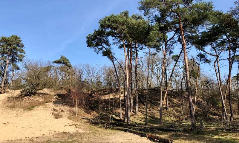 Loonse en Drunense Duinen