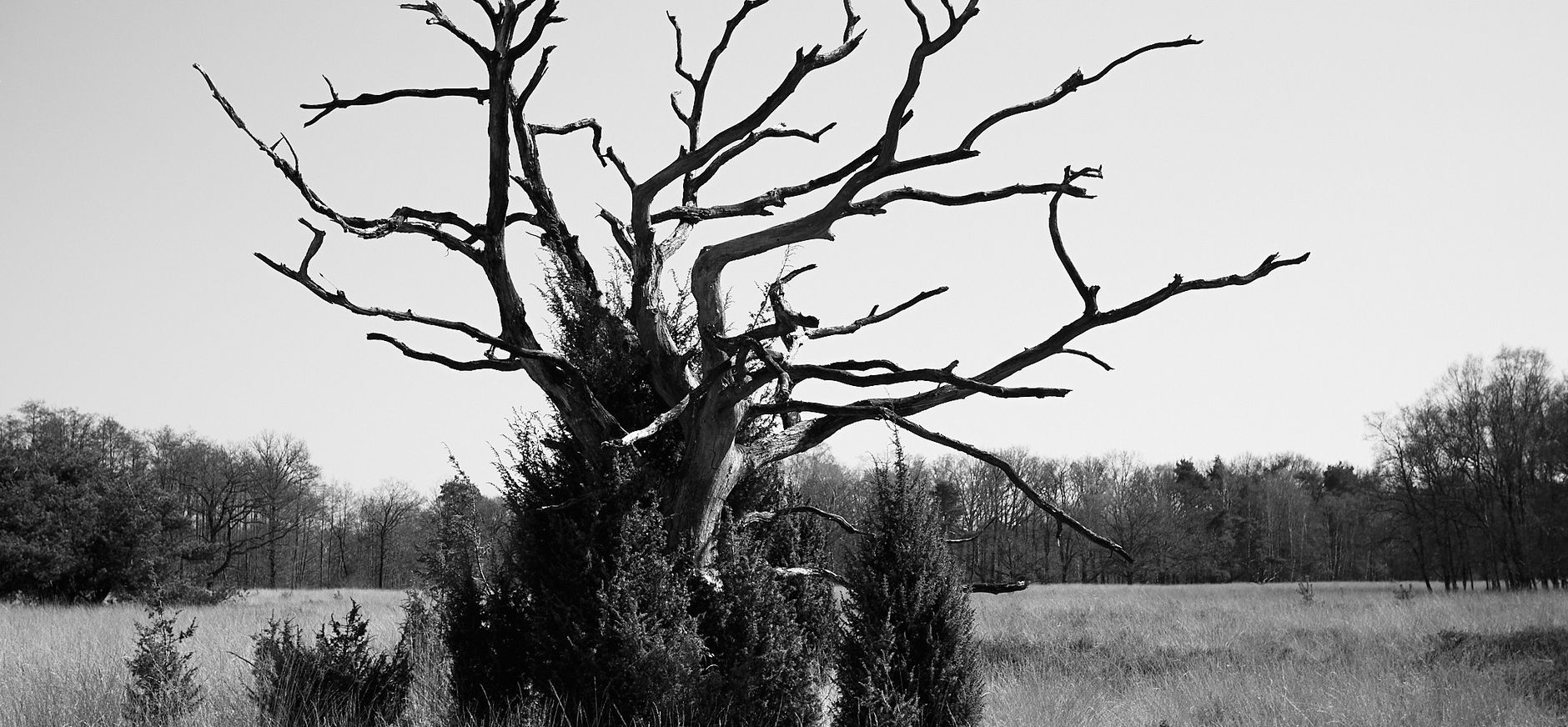 Boom in het Buurserzand Boom in het Buurserzand