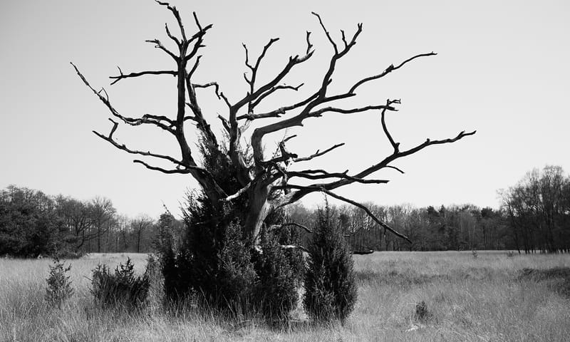 Grillige boom Grillige boom