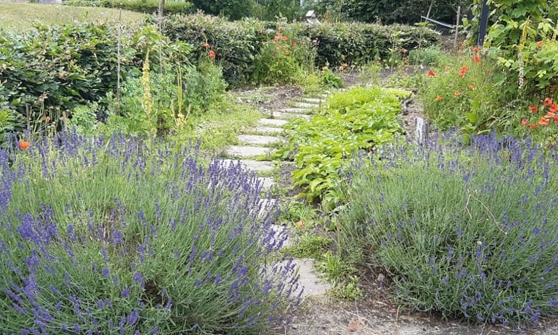 Paadje van losse stenen tussen diverse planten door, waaronder bloeiende lavendel