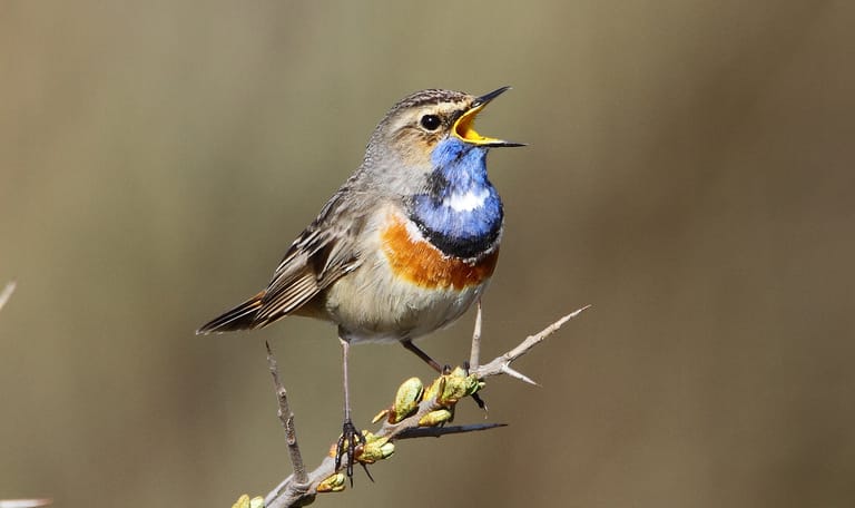 Ervaar het mooiste van Het Zwanenwater met de boswachter 