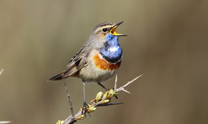 Ervaar het mooiste van Het Zwanenwater met de boswachter 