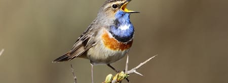Ervaar het mooiste van Het Zwanenwater met de boswachter 