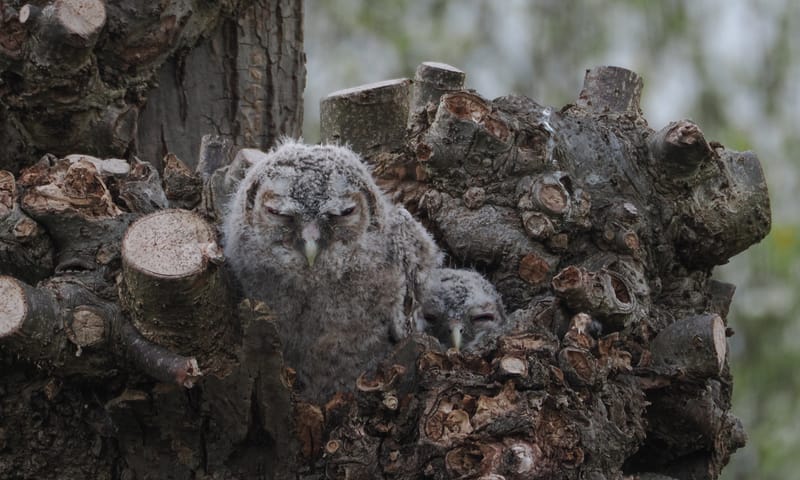 Bosuilenkuikens in een holle boom