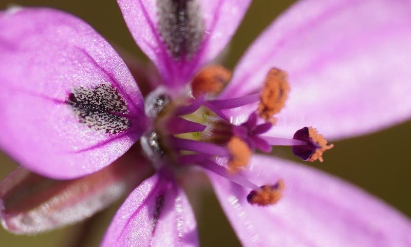 Bloem