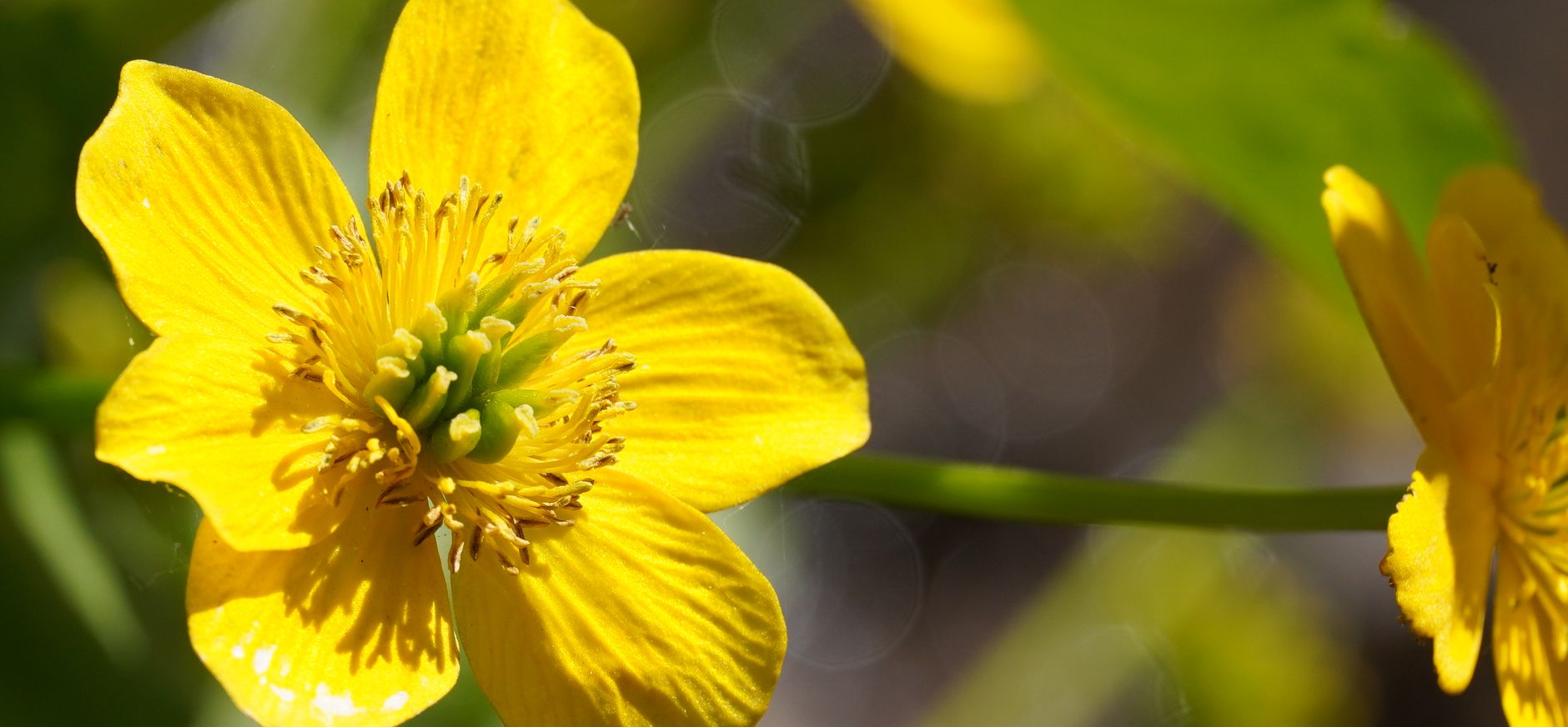 Wilde bloemen