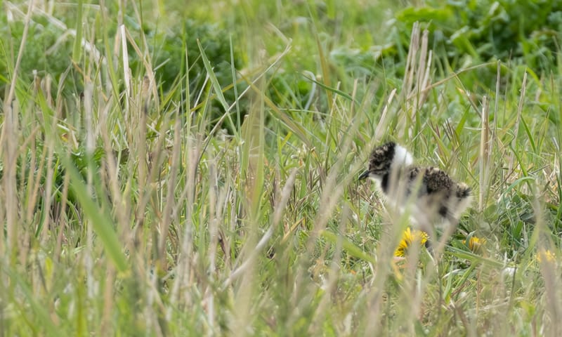Ook de kieviten hebben kuikens in Polder Schieveen