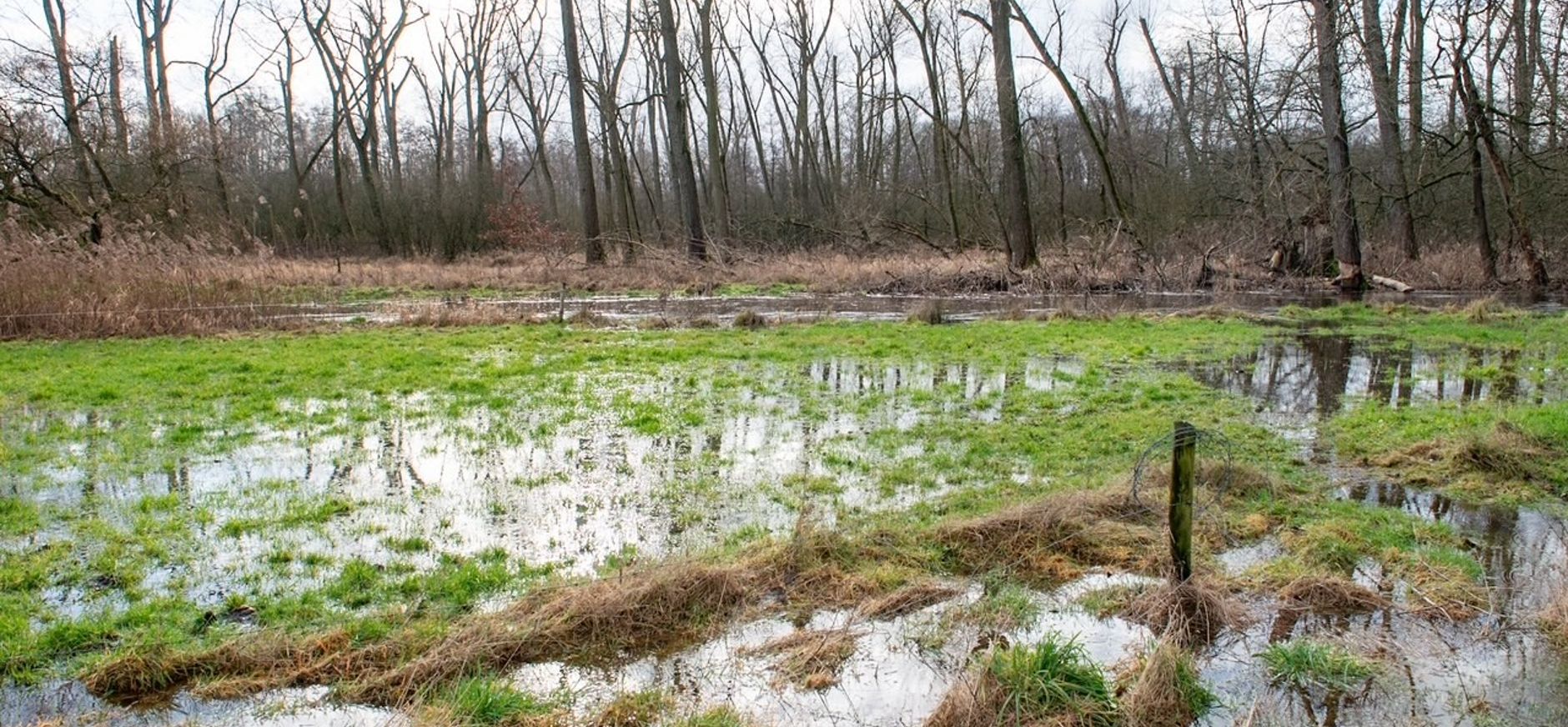 De Dommel treedt regelmatig buiten haar oevers De Dommel treedt regelmatig buiten haar oevers