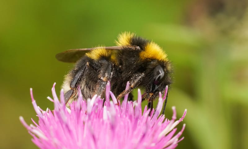 tuinhommel