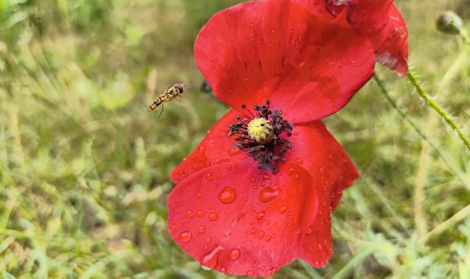 Klaproos met zweefvlieg