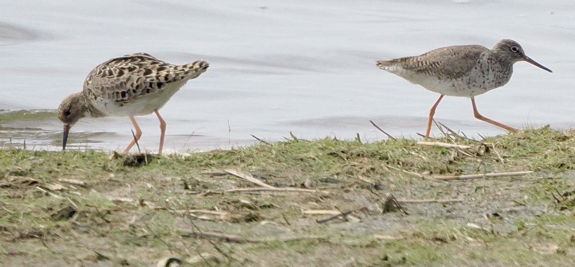Kemphaan en tureluur