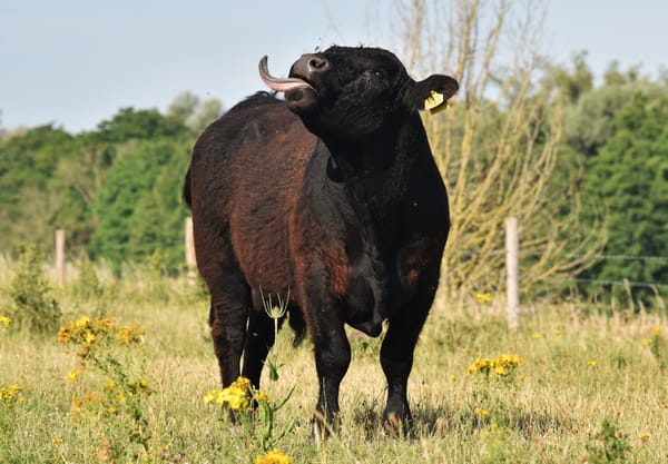 Galloway bij Molenplas