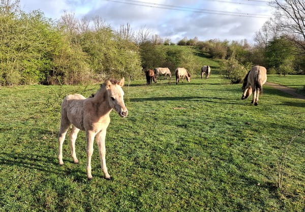Konikpaarden bij Molenplas