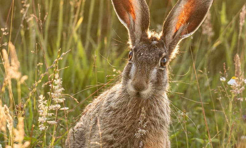 Haas in de polder